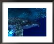 Humpback Whales, Hawaii by David B. Fleetham Limited Edition Pricing Art Print