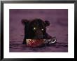 A Grizzly Bear Night Fishing For Salmon by Joel Sartore Limited Edition Pricing Art Print