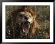 A Lion Yawns by Jodi Cobb Limited Edition Pricing Art Print