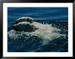 Two Polar Bears Swim Together by Paul Nicklen Limited Edition Print