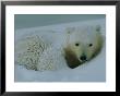 A Polar Bear (Ursus Maritimus) Rests In The Snow by Norbert Rosing Limited Edition Pricing Art Print