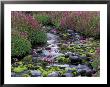 Monkeyflowers Along Paradise Creek, Mt. Rainier National Park, Washington, Usa by Jamie & Judy Wild Limited Edition Print