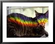 A Window Prism Projects On A Relaxed Tabby Cat Like A Private Rainbow by Stephen St. John Limited Edition Print