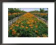 Beds Of Orange California Poppies Bloom Between Grape Vines by Marc Moritsch Limited Edition Print