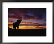 Silhouette Of A Gray Wolf At Sunset by Norbert Rosing Limited Edition Pricing Art Print