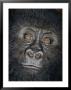 Portrait Of A Four-Year-Old Male Gorilla by Paul Zahl Limited Edition Pricing Art Print