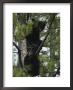 American Black Bear Cubs Climb A Lodgepole Pine by Michael S. Quinton Limited Edition Print