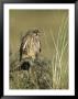 A Female Common Kestrel Perches On A Branch In Tall Grass by Klaus Nigge Limited Edition Print