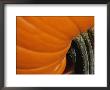 A Close View Of The Stem End Of A Pumpkin by Raul Touzon Limited Edition Print