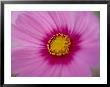 A Close-Up Of A Pink Wildflower by Todd Gipstein Limited Edition Print