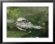 A Yellow-Bellied Turtle Hitches A Ride On The Head Of An Alligator by Norbert Rosing Limited Edition Print