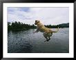 A Yellow Labrador Retriever Jumps Into A Lake by Heather Perry Limited Edition Pricing Art Print