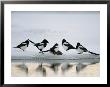 A Group Of Magpies Gathered Around A Fish Carcass by Klaus Nigge Limited Edition Pricing Art Print