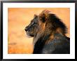 Adult Male African Lion by Nicole Duplaix Limited Edition Print