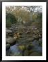 A Small, Wild Creek Flows Over The Stones by Rich Reid Limited Edition Print