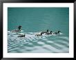 A Family Of Merganser Ducks Swim In A Lake by Michael Melford Limited Edition Pricing Art Print