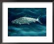 Bonefish by George Grall Limited Edition Print