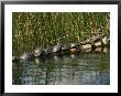 A Group Of Aquatic Turtles And An American Alligator Bask On A Log by Raymond Gehman Limited Edition Print