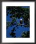 American Bald Eagle Perched In An Eastern White Pine Tree by Raymond Gehman Limited Edition Print