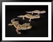 Three Female Leopard Geckos At The Zoo, Sunset Zoo, Kansas by Joel Sartore Limited Edition Print