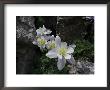 Blooming Columbine, Colorado by Michael Brown Limited Edition Print