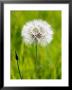 A Dandelion Clock, Uk by Philip Tull Limited Edition Print