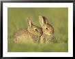 Rabbit, Youngsters Outside Burrow Entrance In Evening Sun, Scotland by Mark Hamblin Limited Edition Print