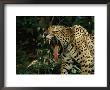 A Jaguar Yawns by Steve Winter Limited Edition Print