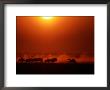 Group Of Wildebeests Running In The Dusk by Chris Johns Limited Edition Print