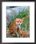 Red Fox, Alaska Peninsula, Alaska, Usa by Dee Ann Pederson Limited Edition Print