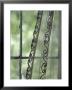 Lace Curtains In Mining Ghost Town, Nevada City, Montana, Usa by John & Lisa Merrill Limited Edition Print