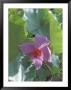 Flower Growing Along Tapanti River, Tapanti National Park, Costa Rica by Scott T. Smith Limited Edition Print
