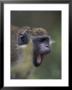 Green Vervet Monkey On St. Kitts, Caribbean by Greg Johnston Limited Edition Pricing Art Print