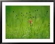 Paintbrush Wildflower, Yellowstone National Park, Wyoming by Raymond Gehman Limited Edition Pricing Art Print