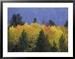 Aspen Trees, Autumn, Gallatin National Forest, Montana by Raymond Gehman Limited Edition Print