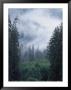 Fog Covers A Mountain Forest Of Evergreens by Bill Curtsinger Limited Edition Print