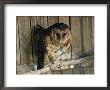 Captive Tasmanian Masked Owl by Joe Scherschel Limited Edition Pricing Art Print