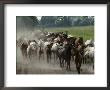 Purebred Arabian Horses Raised At A Stud Farm by James L. Stanfield Limited Edition Print