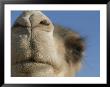 This Dromedary Camel Is Ready For A Closeup In The Sahara Desert by Peter Carsten Limited Edition Print