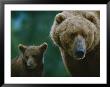 A Female Grizzly And Her Cub Frequent A Local Dump by Joel Sartore Limited Edition Print