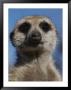 A Close View Of A Meerkat (Suricata Suricatta) by Mattias Klum Limited Edition Pricing Art Print