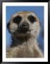 A Close View Of A Meerkat (Suricata Suricatta) by Mattias Klum Limited Edition Print