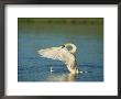 Trumpeter Swan With Young by Norbert Rosing Limited Edition Print