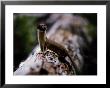 A Long-Tailed Weasel Sits Up On A Tree Trunk by Michael S. Quinton Limited Edition Print