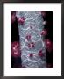 Close View Of An Intricate Tree Coral by Wolcott Henry Limited Edition Print