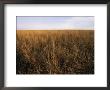 A Field Of Tall Grass Prairie In Nebraska by Joel Sartore Limited Edition Pricing Art Print