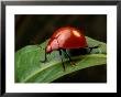 A Red Leaf Beetle On A Green Leaf by George Grall Limited Edition Pricing Art Print