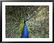 Peacock, Buchlovice, South Moravia, Czech Republic by Upperhall Limited Edition Print