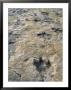 Dinosaur Trackway, Clayton Lake State Park, Clayton, New Mexico, Usa by Michael Snell Limited Edition Print