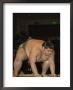 Sumo Wrestler Competing, Grand Taikai Sumo Wrestling Tournament, Kokugikan Hall Stadium, Tokyo by Christian Kober Limited Edition Print